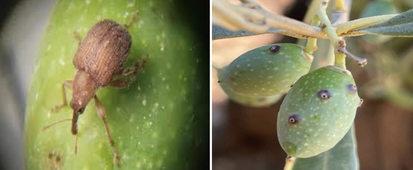 olive weevil damage.png